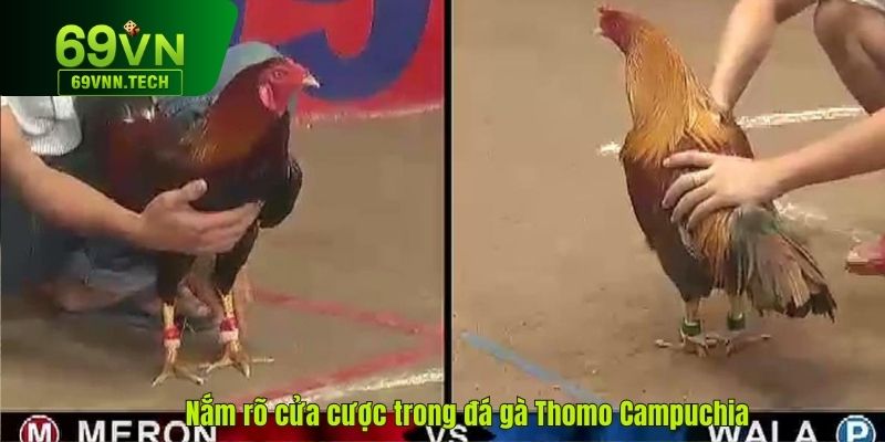 Nắm rõ các cửa cược trong đá gà Thomo Campuchia