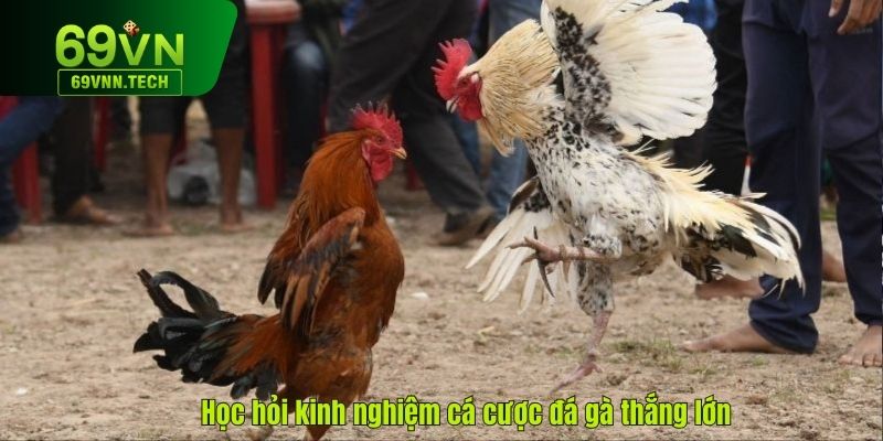 Học hỏi kinh nghiệm cá cược đá gà thắng lớn