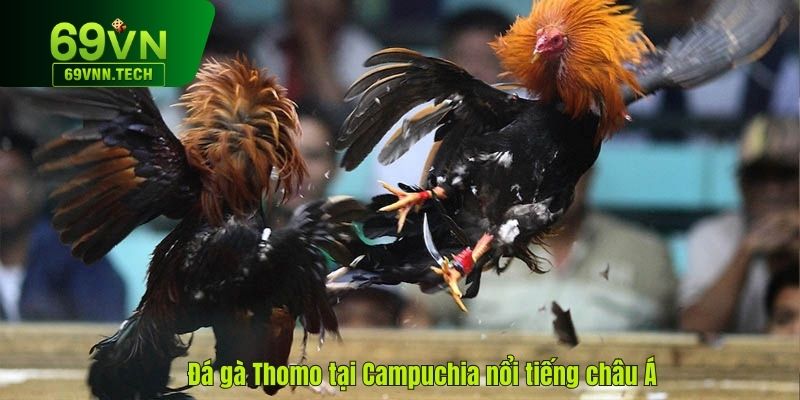 Đá gà Thomo tại Campuchia nổi tiếng châu Á