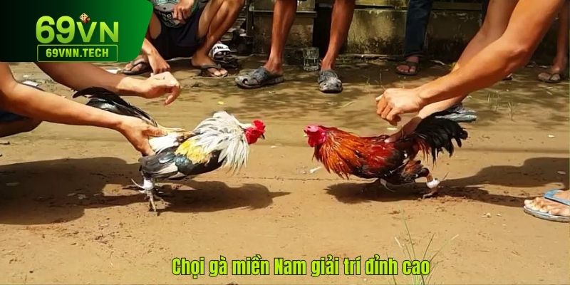 Chọi gà miền Nam đem đến khoảnh khắc giải trí đỉnh cao