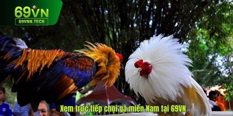 Xem trực tiếp chọi gà miền Nam tại 69VN