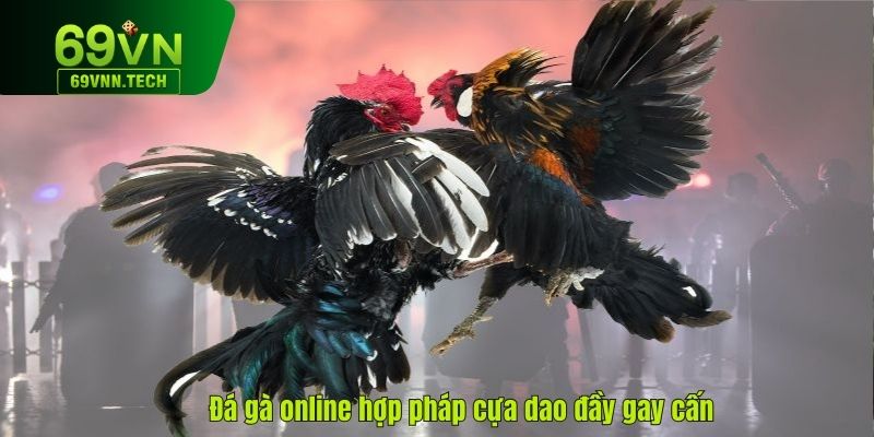 Đá gà online hợp pháp hình thức cựa dao đầy gay cấn