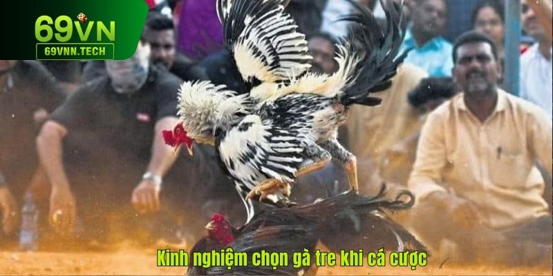 Kinh nghiệm chọn gà tre khi cá cược