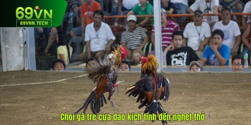 Chọi gà tre cựa dao kịch tính đến nghẹt thở